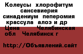 Колеусы, хлорофитум, сансевиерия, синадениум, пеперомия, крассула, алоэ и др. › Цена ­ 50 - Челябинская обл., Челябинск г.  »    